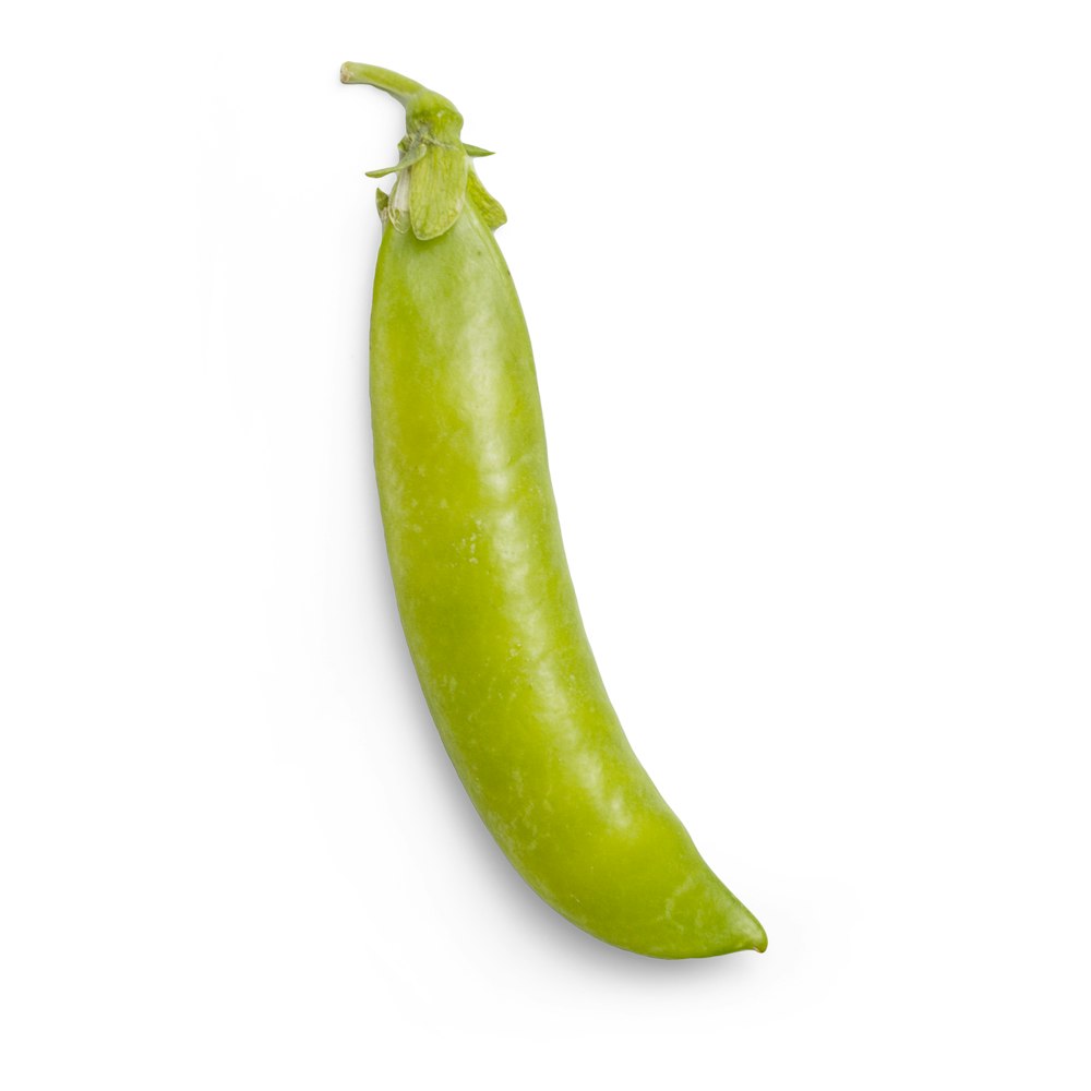 green chili on white background