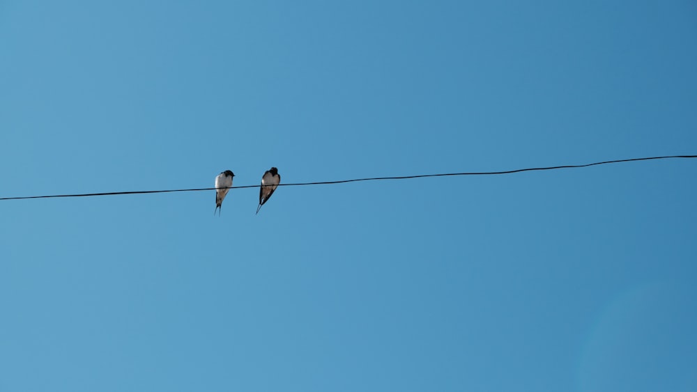 brown bird on wire under blue sky during daytime