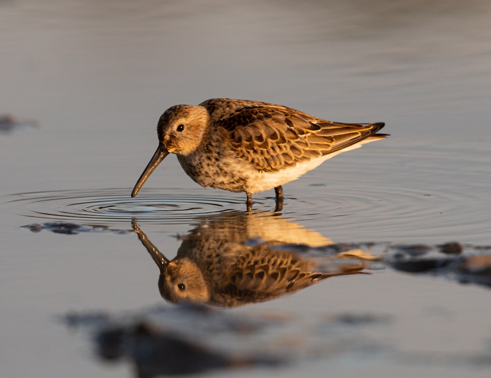 brown and white bird on water