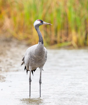 A graceful red-crowned crane standing tall among reeds at sunrise.