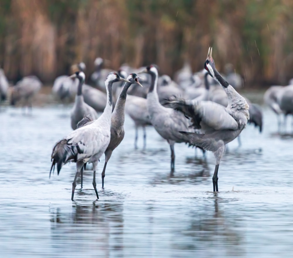 flock of birds on water during daytime