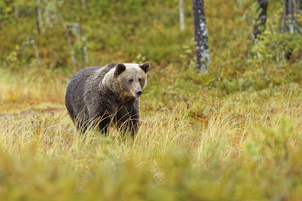 brown bear on green grass during daytime