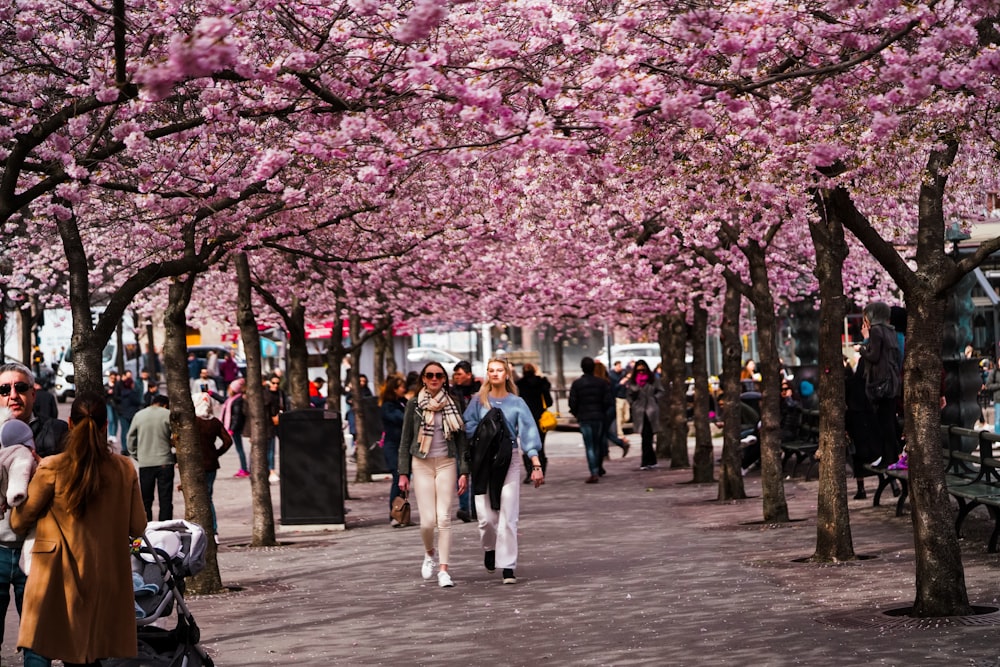 people walking on sidewalk under pink cherry blossom tree during daytime