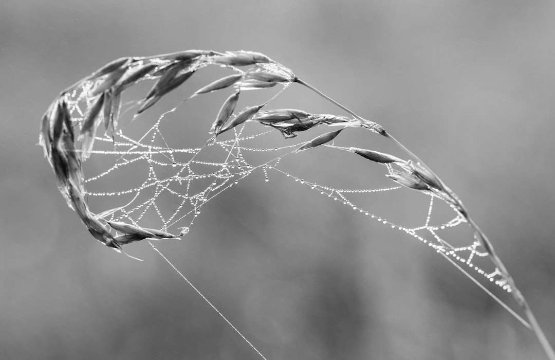grayscale photo of spider web