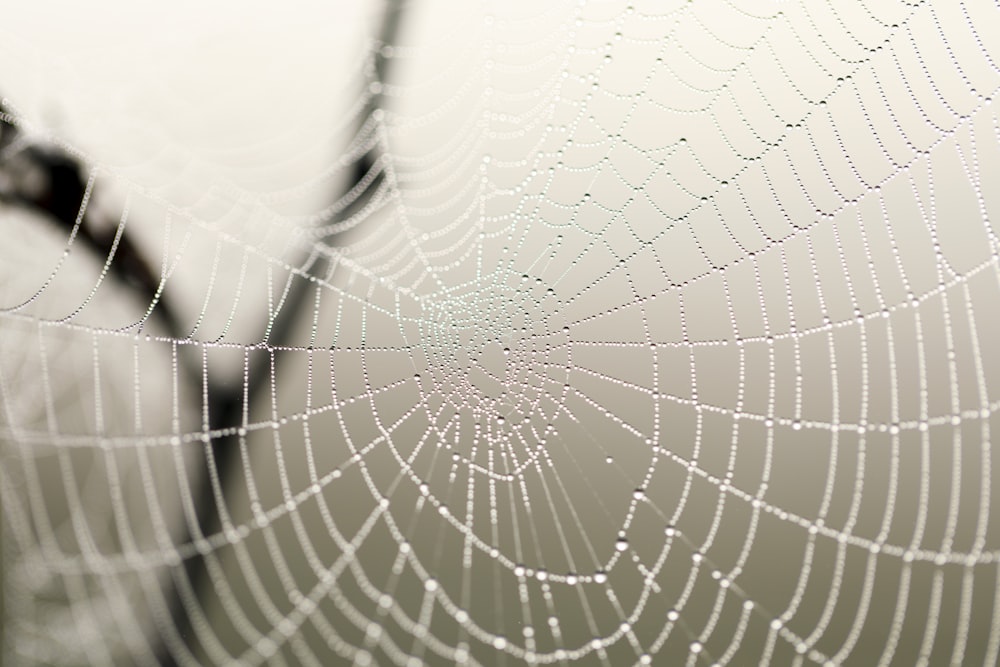 spider web in close up photography