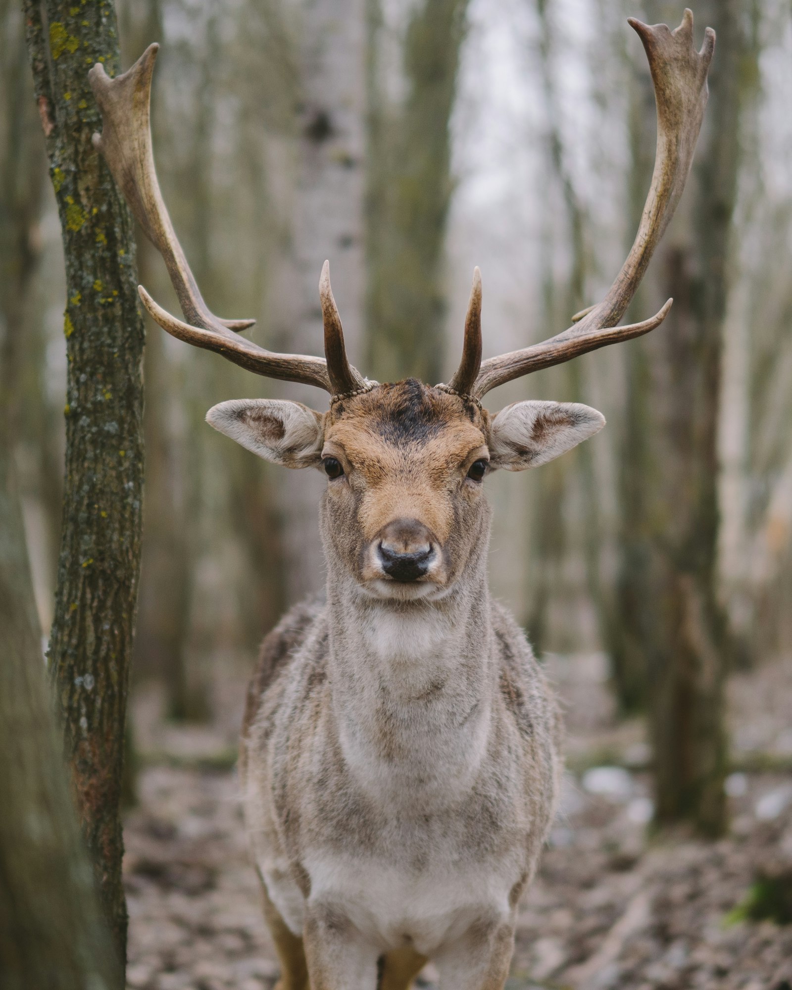 Olympus M.Zuiko Digital ED 45mm F1.2 Pro sample photo. Brown deer in forest photography