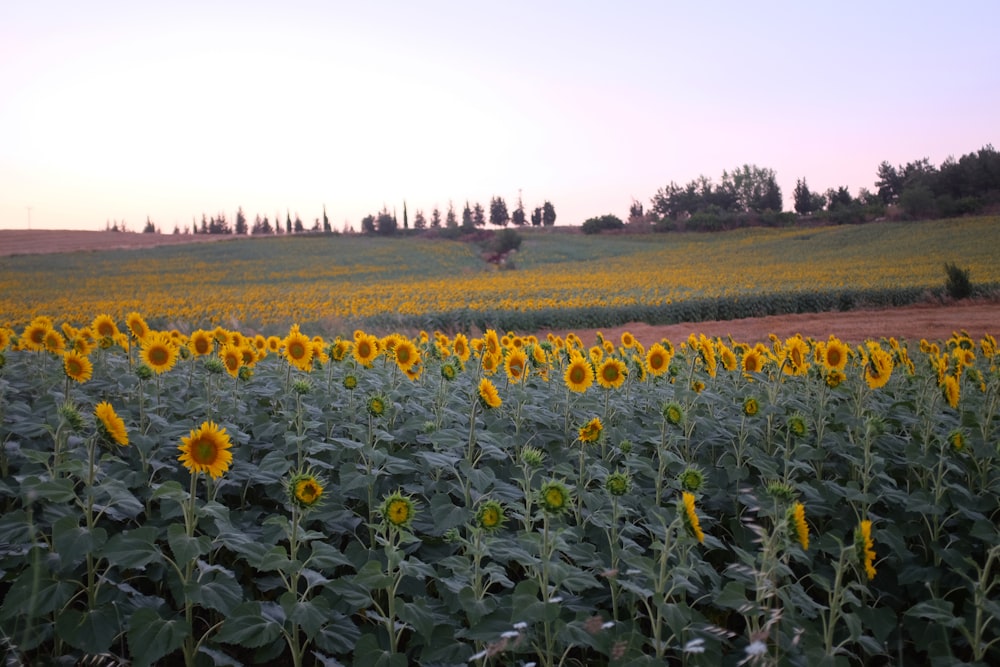 yellow flower field during daytime