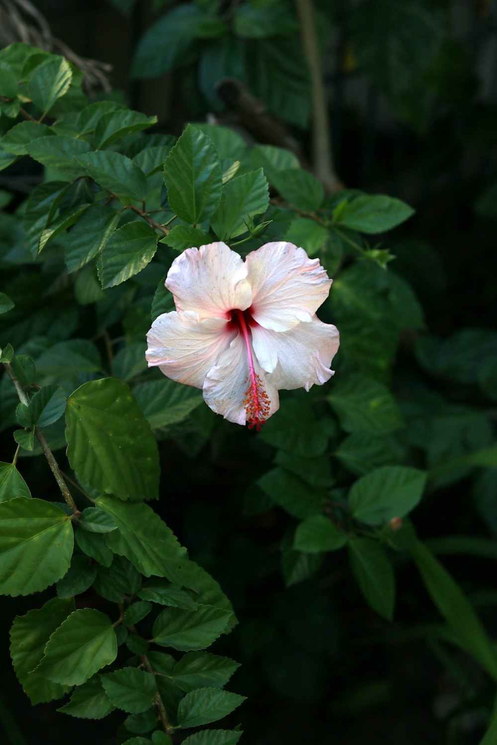 white and red hibiscus flower in bloom during daytime