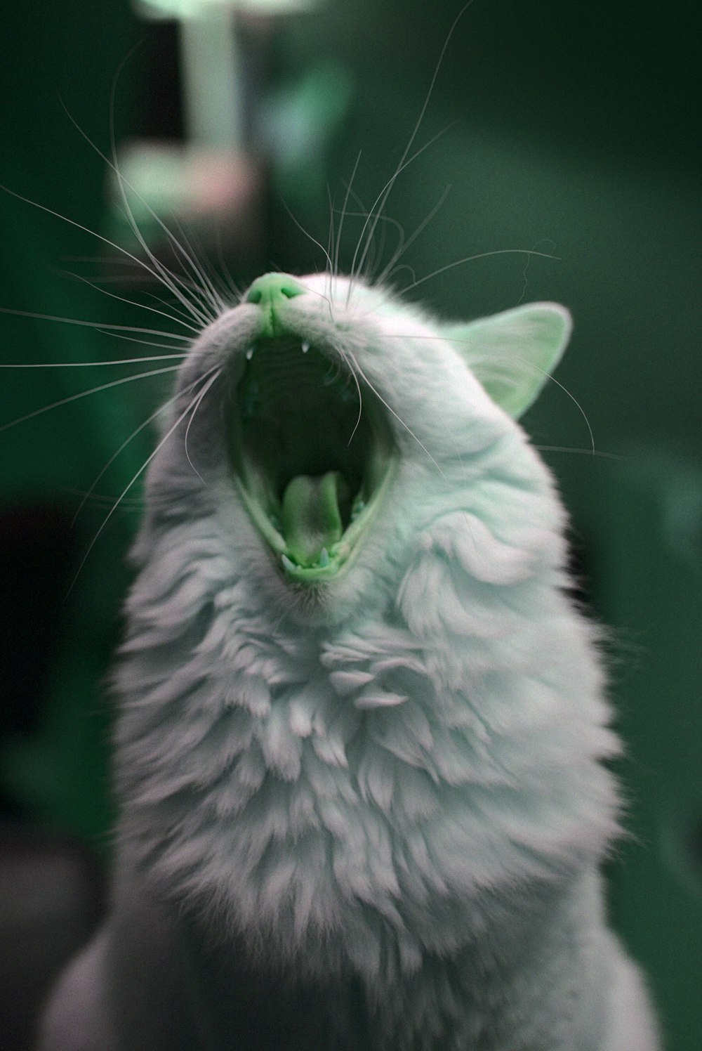 white cat with mouth open