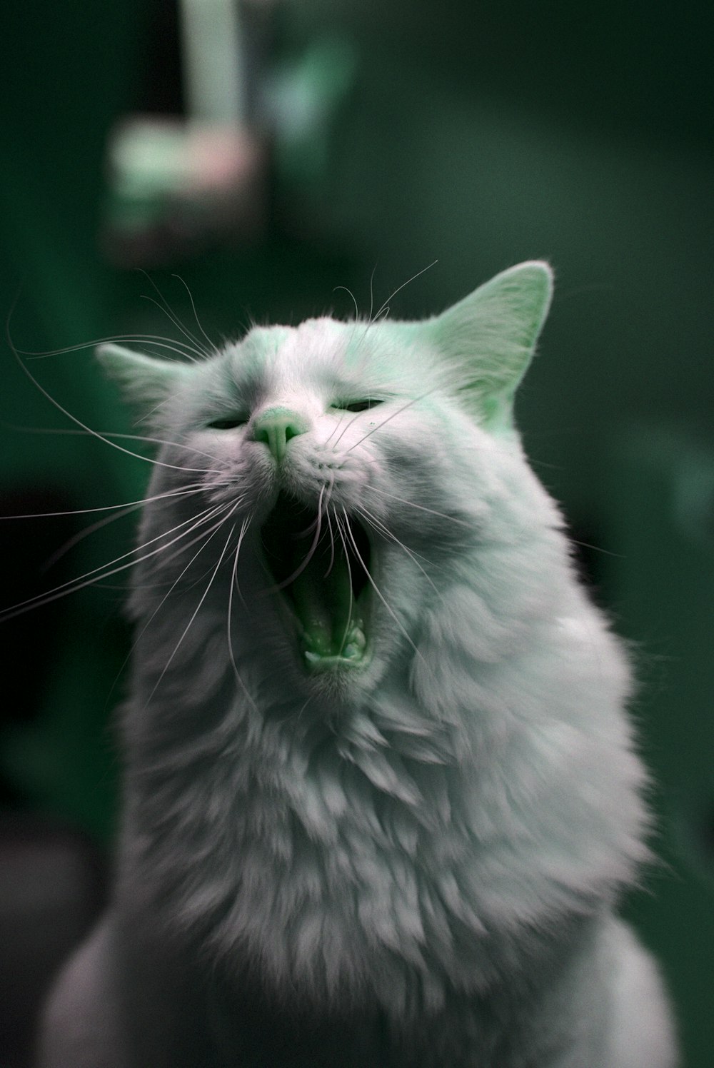 a white cat yawning with its mouth open
