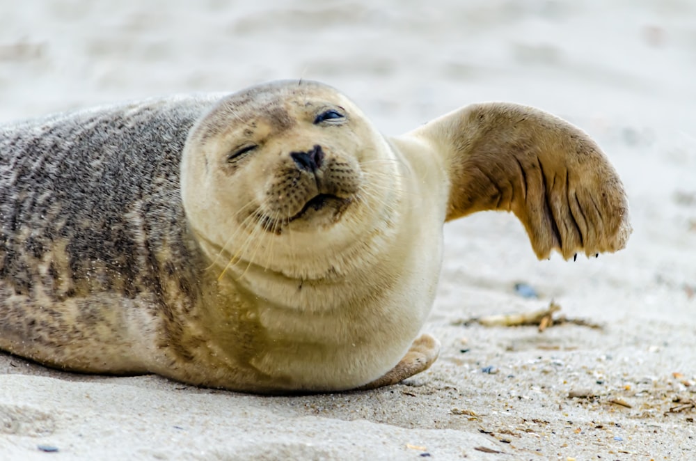 foca sdraiata sulla sabbia grigia durante il giorno