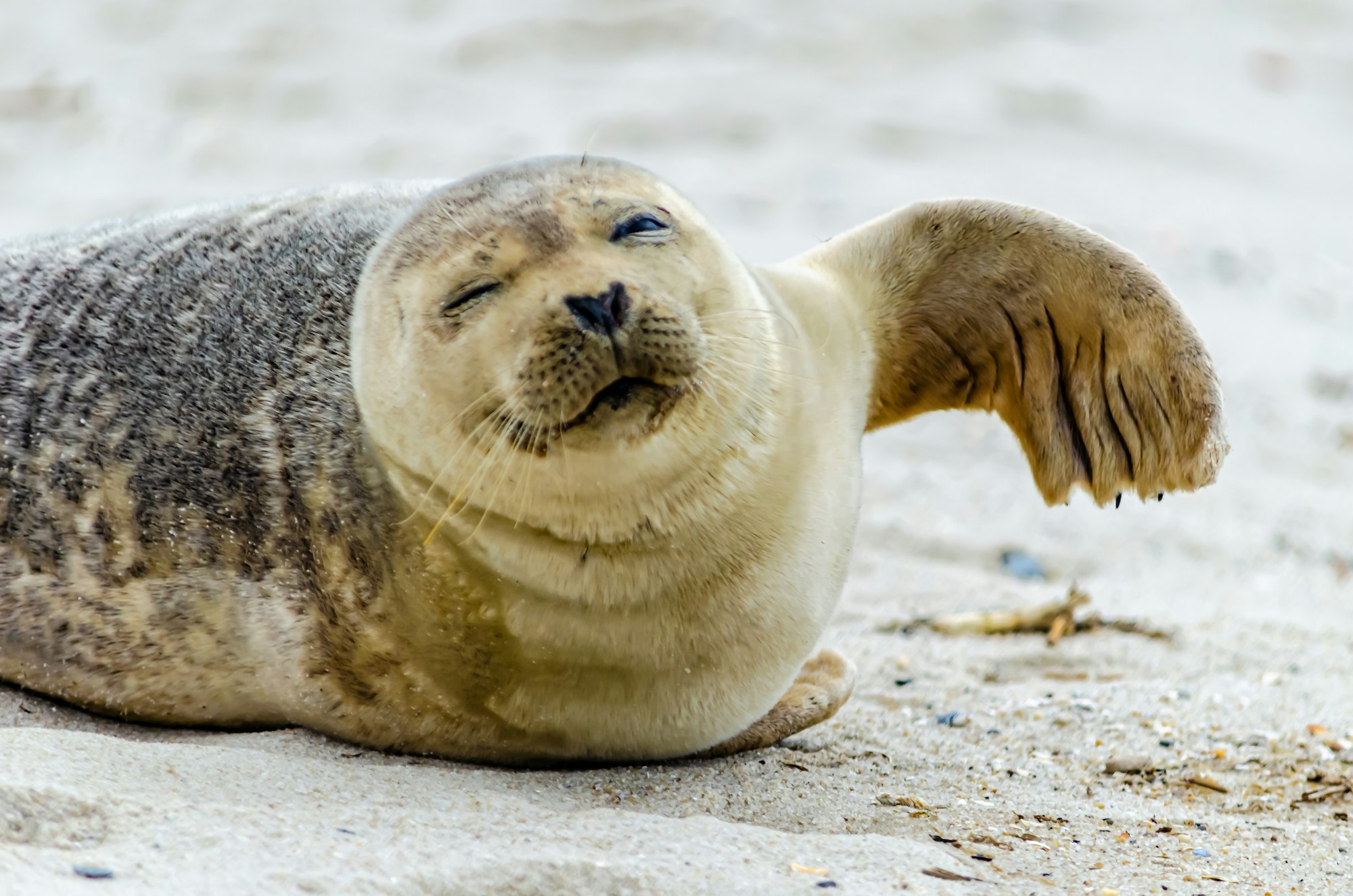 A Wink and a Wave from a Harbor Seal