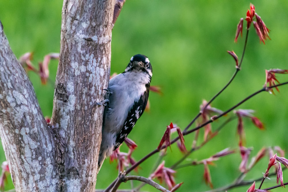 blue and white bird on brown tree branch