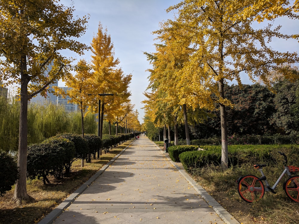 gray concrete road between trees during daytime