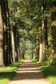 A picturesque forest path surrounded by tall trees.