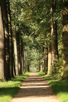 A picturesque forest path surrounded by tall trees.