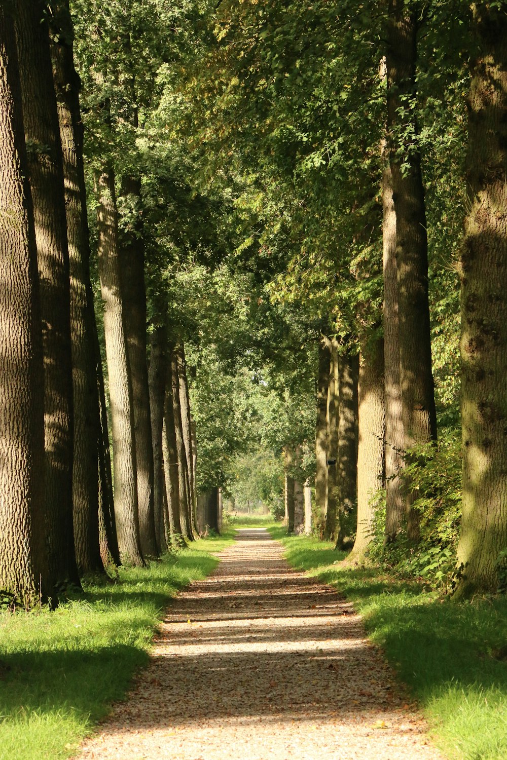 brown pathway between green trees during daytime