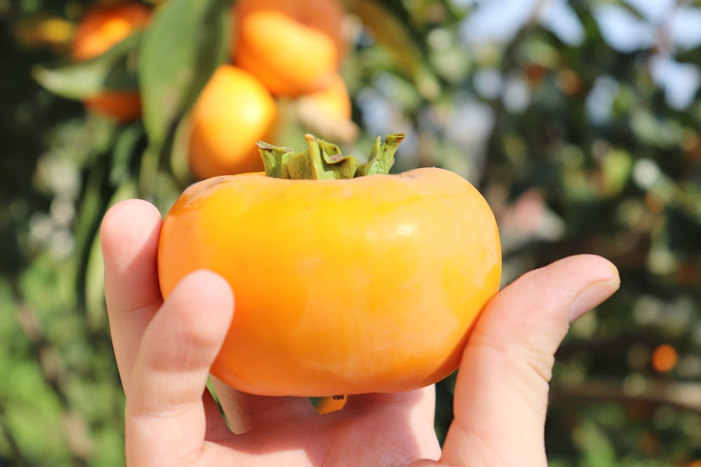 person holding yellow bell pepper