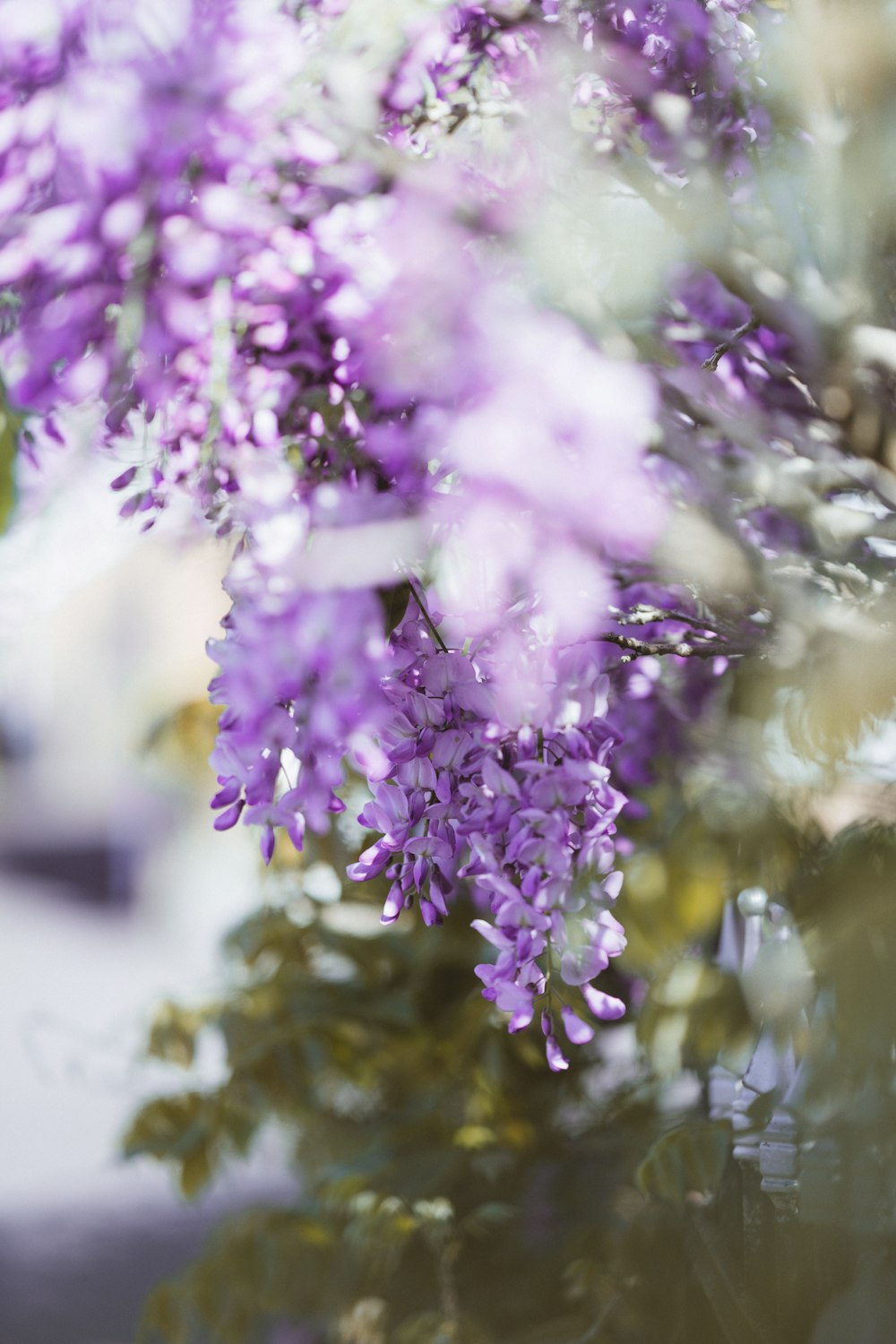 purple flowers in tilt shift lens