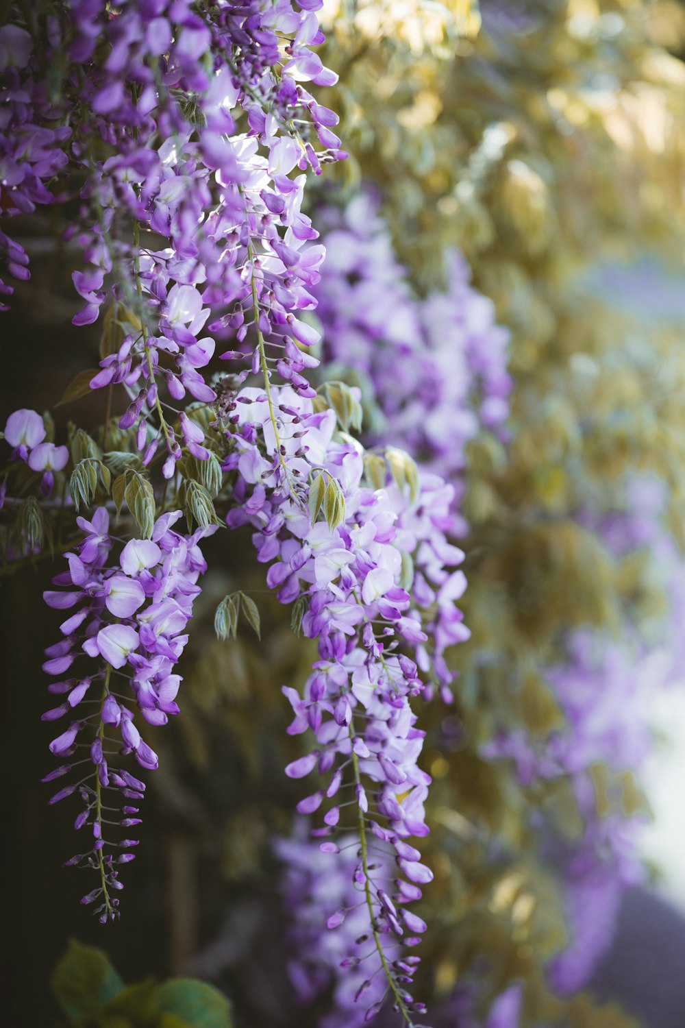 purple flowers in tilt shift lens