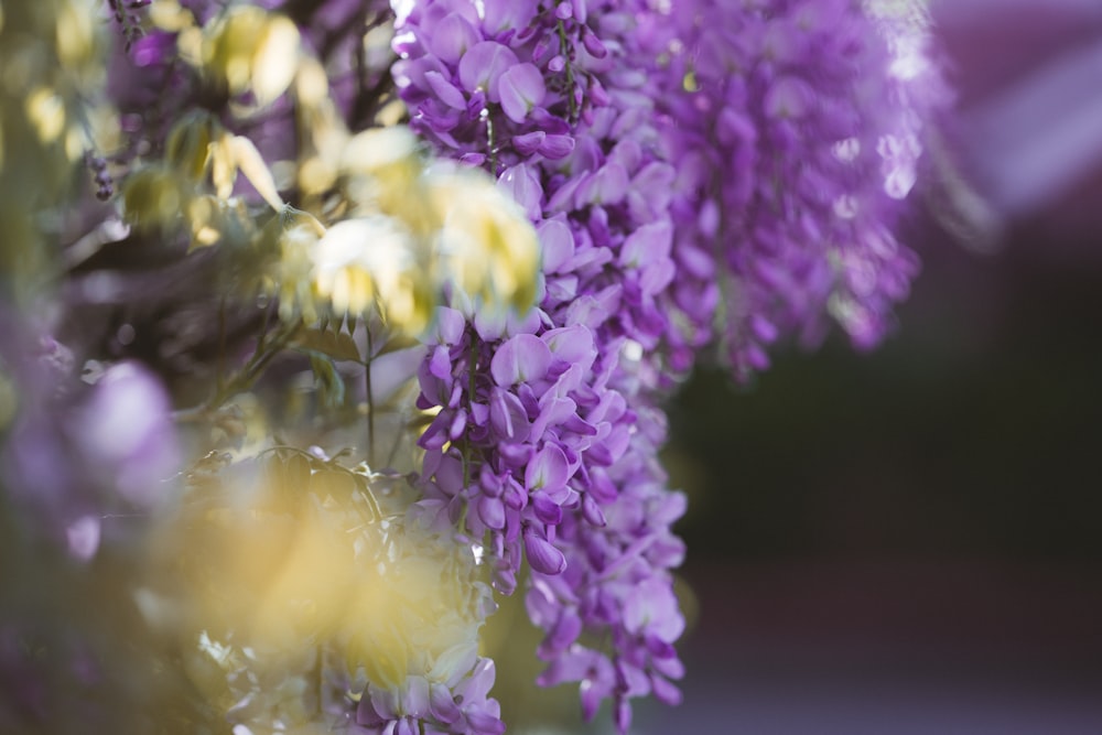 purple and white flower in tilt shift lens