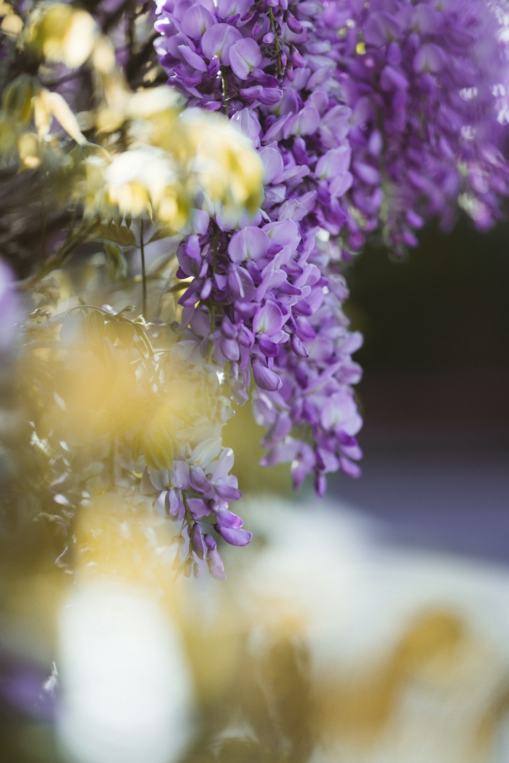 purple and white flower in tilt shift lens