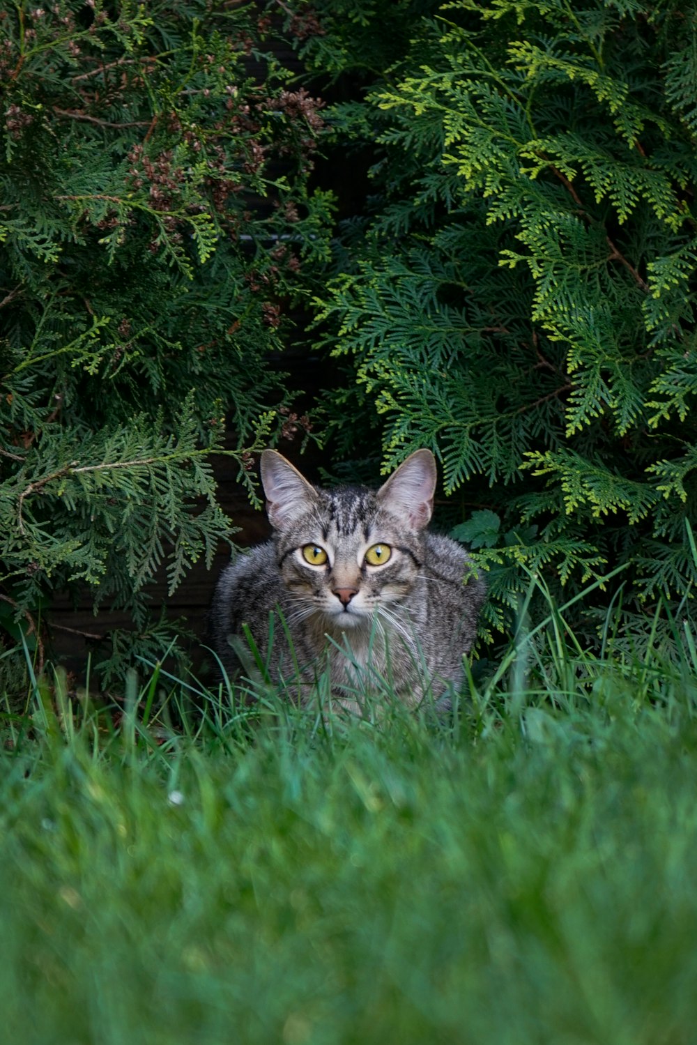 silver tabby cat on green grass field