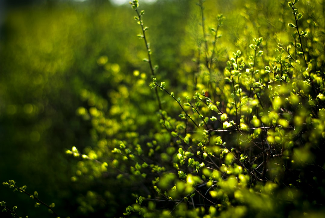 green plant with water droplets