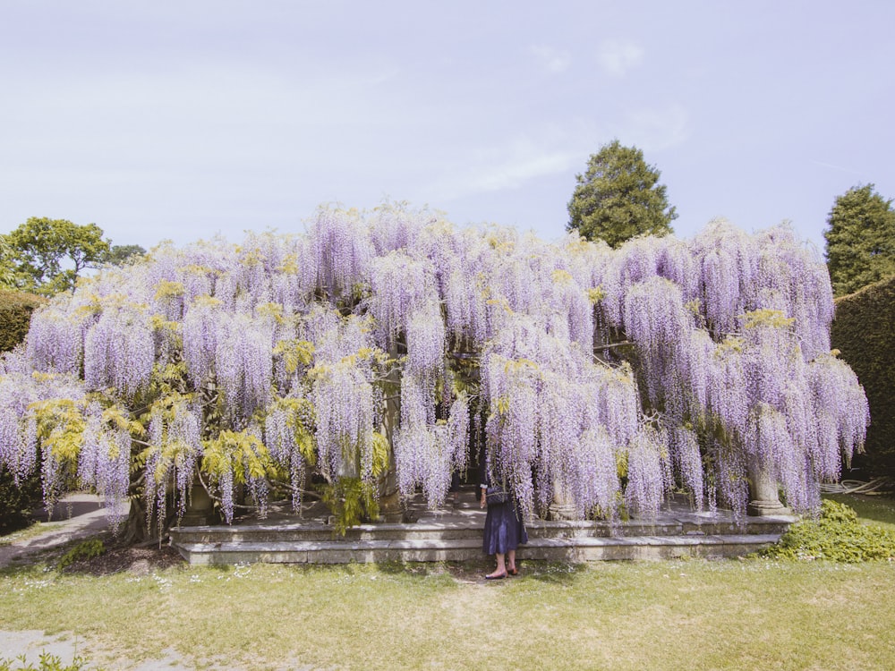 purple and white trees on green grass field