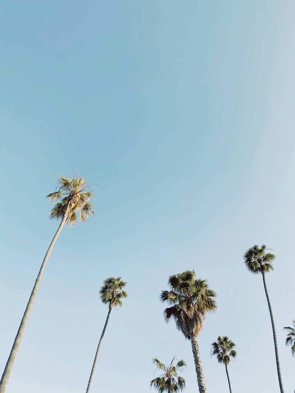 green palm trees under blue sky during daytime