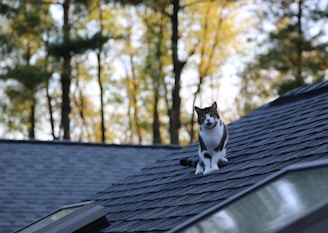 black and white cat on roof during daytime