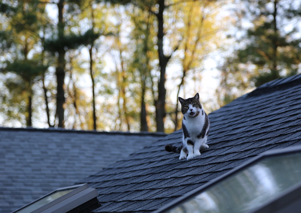 black and white cat on roof during daytime