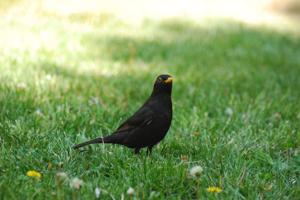 black bird on green grass during daytime