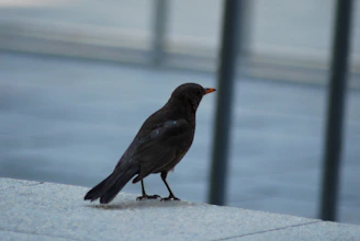 Close-up of modern bird deterrent spikes installed on a building ledge.