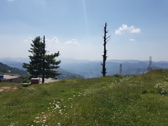 A panoramic view of a once-barren hill now covered with young trees stretching toward the sky.