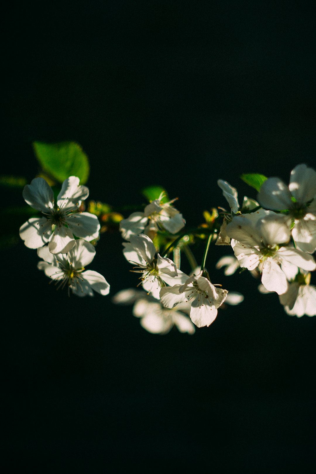 white flowers with green leaves