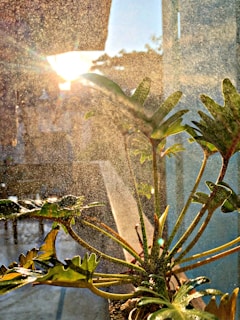 Sunlight streaming through a window onto a simple plant, capturing a small but meaningful moment of life.