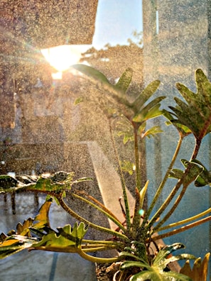 Invisible mold spores floating in sunlight streaming through a window.