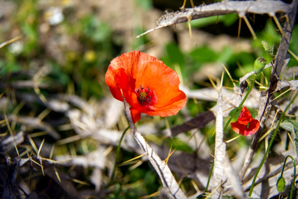 red poppy in bloom during daytime