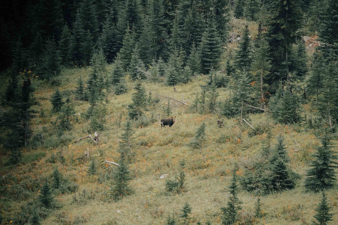 Tropical and subtropical coniferous forests photo spot Mount Assiniboine Provincial Park Elbow Falls