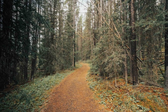 brown dirt road between green trees during daytime in Mount Assiniboine Provincial Park Canada