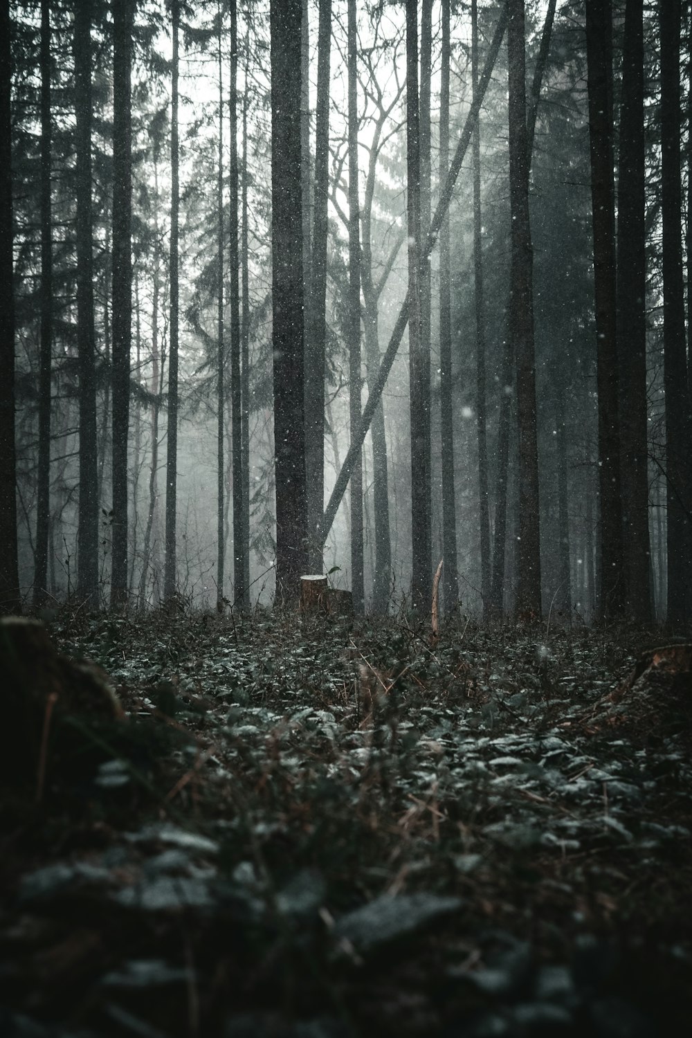 500+ Dark Forest Pictures [HD] | Download Free Images on Unsplash