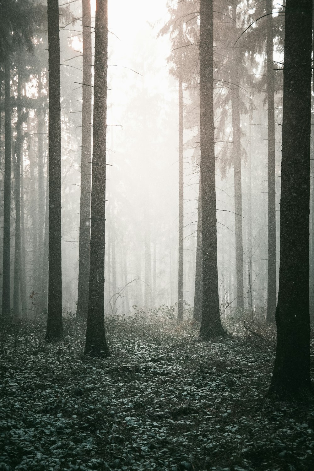 Wald mit hohen Bäumen, die tagsüber mit Schnee bedeckt sind