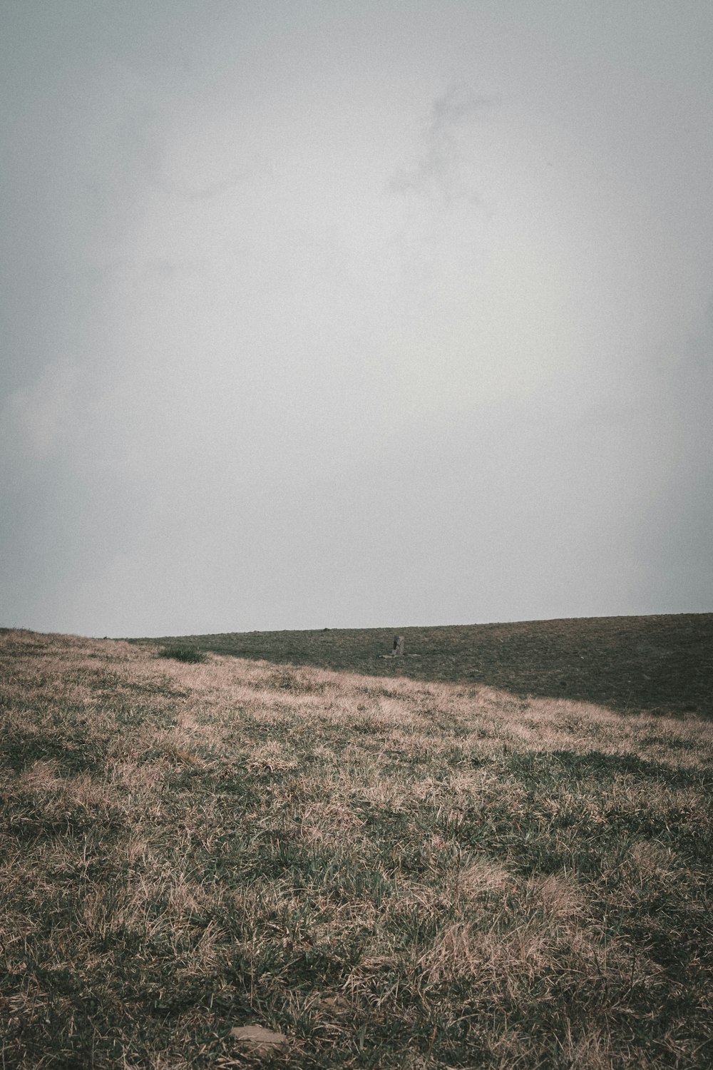 green grass field under white sky