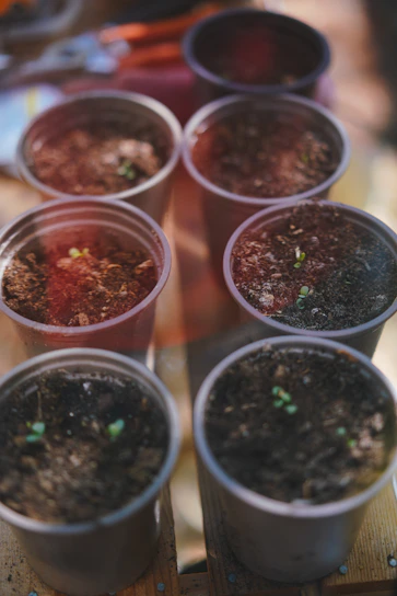 Modern minimalist kit with seeds, soil, and small pots arranged neatly on a light wooden surface