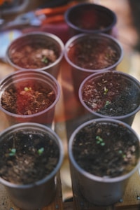 Eight small pots arranged in two rows on a wooden surface, each containing soil and young seedlings. Sunlight filters through, casting warm tones across the scene. Gardening tools are partially visible in the background.