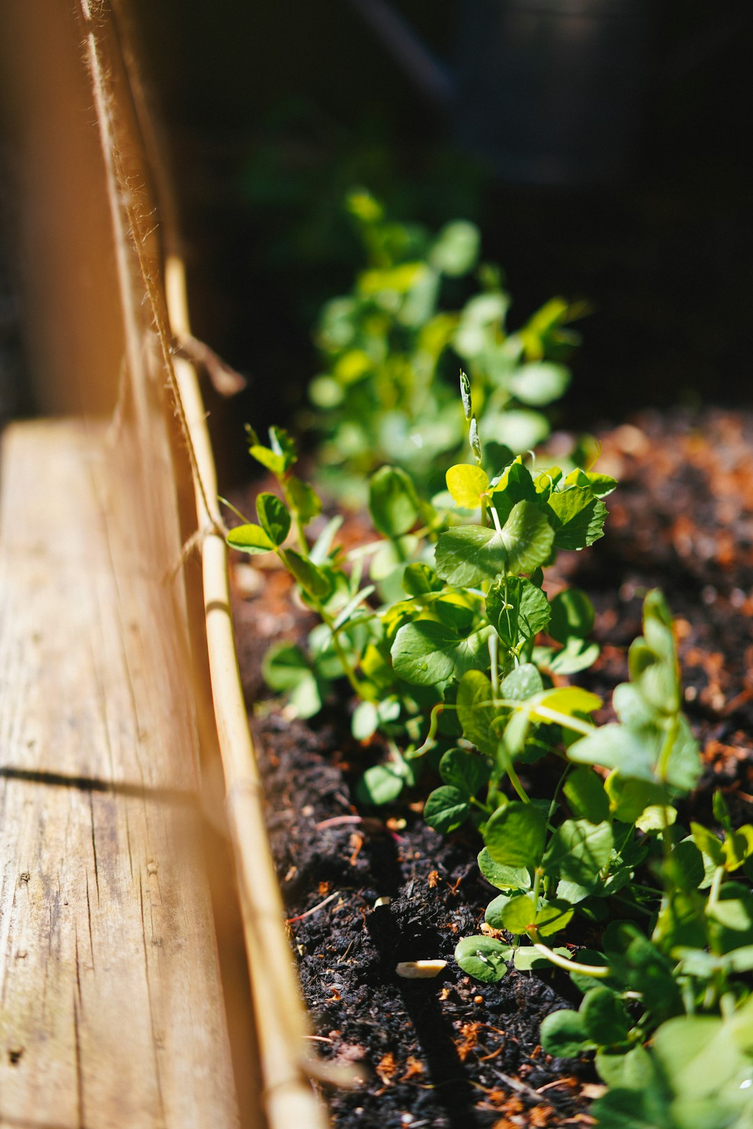 green plant on brown wooden fence