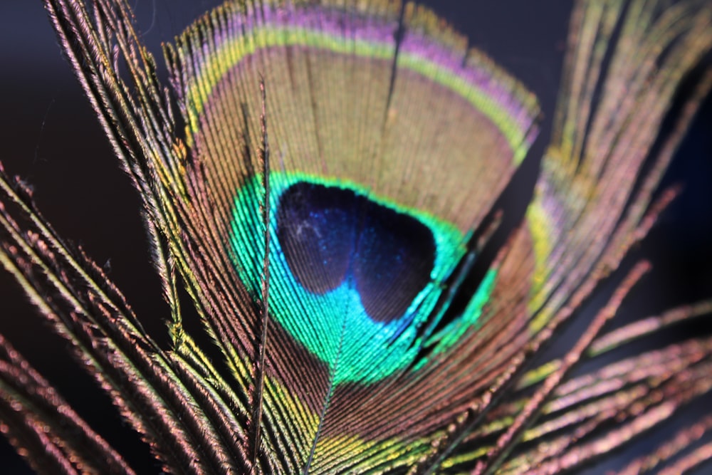 green and blue peacock feather