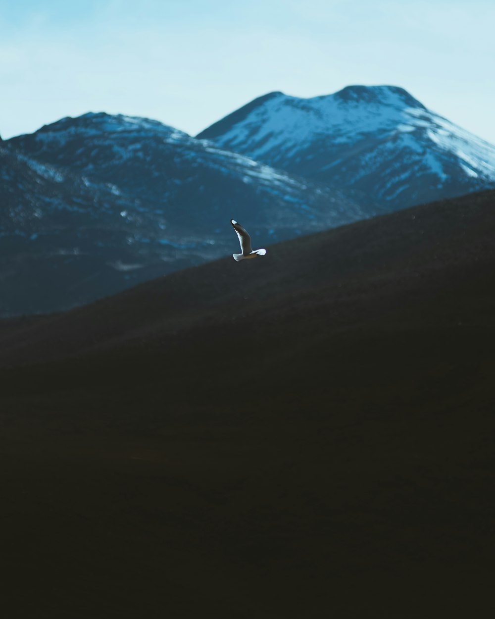 person walking on brown field near snow covered mountain during daytime