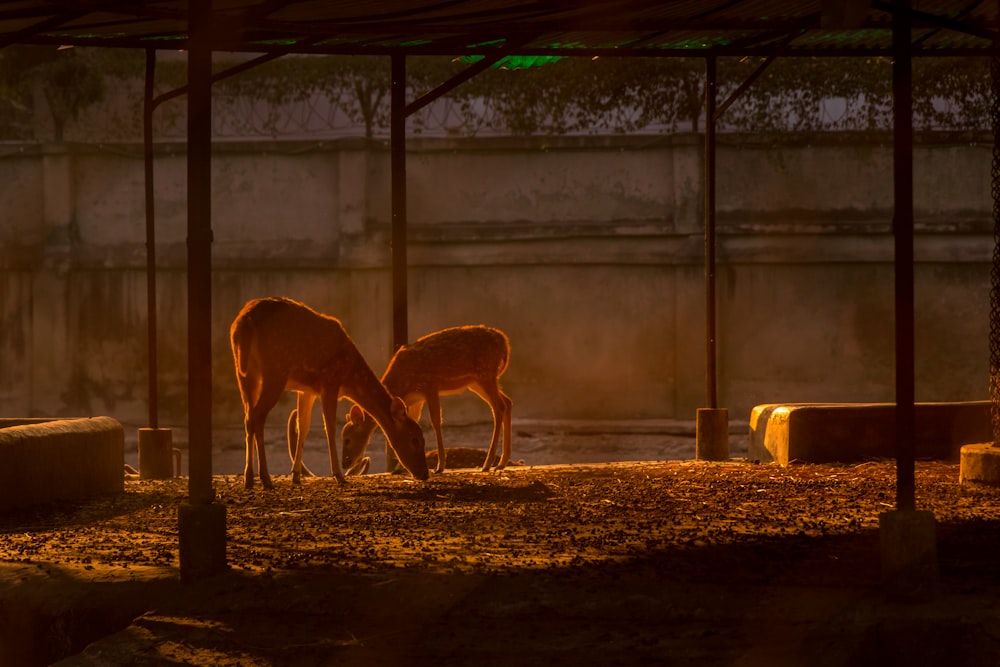 brown deer standing on brown soil